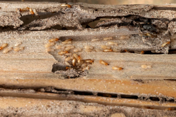 Best Pest Control Near Me  in Fall River, MA
