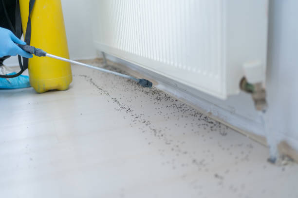Best Wasp Removal Services  in Fall River, MA
